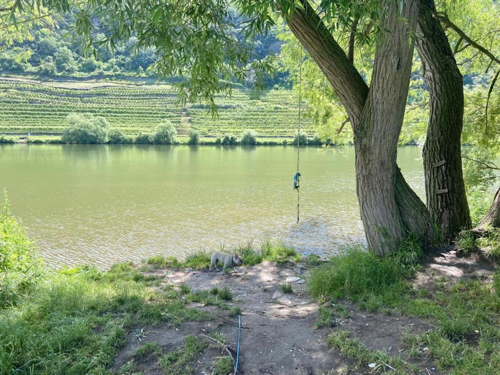 Lieblingsplatz Koblenz Villa Кобленц Екстериор снимка
